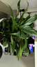 年宵花【热销款】白掌一帆风顺盆栽水培植物绿植过年装饰摆件年货 【店主推荐】特级白掌6-8株带花+早安盆+营养液 实拍图
