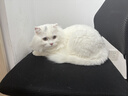 instinct百利经典无谷鸡肉猫粮4磅/1.8kg 实拍图