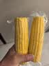 佳农东北水果玉米棒6*240g 真空包装 开袋即食 源头直发 生鲜礼盒 实拍图