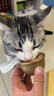 多特思猫罐头金饭碗24罐猫主食罐头奶糕成幼猫全价湿粮餐盒 实拍图