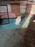 优基（YJ）成猫猫粮UG益生菌猫粮成猫鸭肉鱼肉味全价通用成猫粮鲜鸡肉营养 成猫10kg大袋装 实拍图