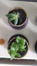 随机多肉植物盆栽新手好养易存活办公室桌面绿植含盆土节日礼物 随机发货（1盆） 实拍图
