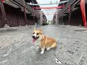 拜达尔狗狗专用驱虫药体内外一体宠物外驱幼犬用狗体外驱虫6支+12片内驱 实拍图