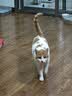宠幸豆腐猫砂细砂快速结团除臭可溶可冲厕所猫沙猫咪用品低尘 原味豆腐猫砂2.5kg*6 实拍图