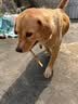 HELLOJOY狗狗零食磨牙棒中小型犬成幼犬洁齿骨耐咬骨头 鸭肉绕牛皮卷120g 实拍图