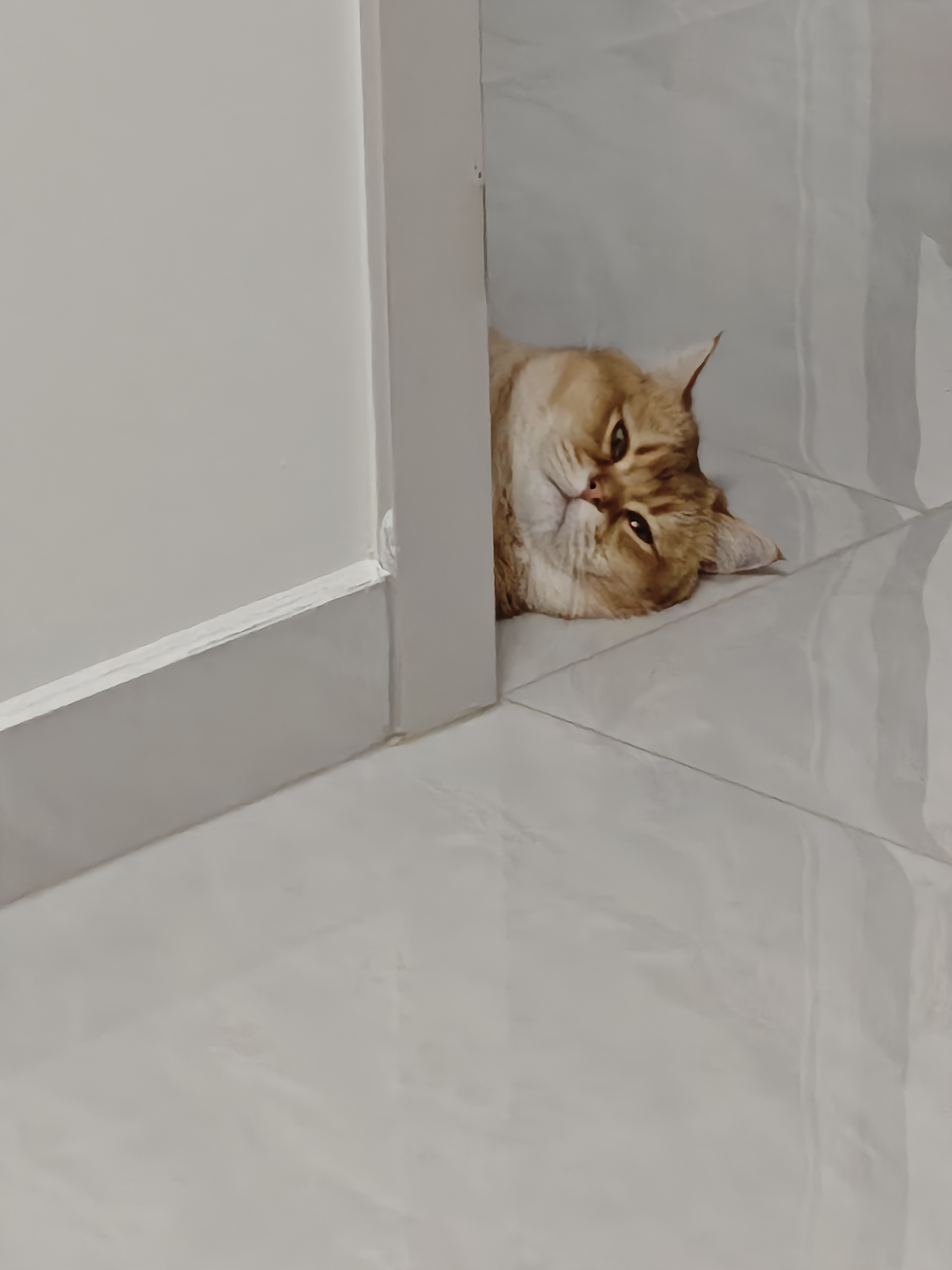 pidan木薯植物猫砂 含10%小苏打抑菌结团好 可混矿砂等猫砂用2.4kg*6包 实拍图