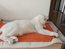 皇家猫粮 成猫猫粮 营养均衡 F32 通用粮 1-7岁 2KG 实拍图