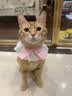 领先成猫尝鲜礼包主食级烘焙猫粮猫条餐盒汤包（新老款随机发货） 实拍图