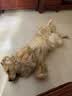麦富迪狗粮 藻趣儿狗粮成犬粮牛肉螺旋藻 均衡营养7.5kg/15斤 实拍图