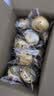 三只松鼠椰蓉红枣手撕面包1000g/箱/约22枚 早餐小面包吐司蛋糕零食 实拍图
