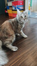 麦富迪猫罐头 浓汁猫罐头猫咪零食成幼猫补水亮毛吞拿鱼鲜虾85g*24罐 实拍图