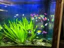 【顺丰快速发货】3-5CM彩色天使鱼 群游观赏鱼淡水活体小型鱼好养 七色(翡翠/蓝/红/黄/粉/绿/紫) 46条+4条备损(大缸用户拍)3-5CM大号 实拍图
