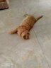 阿飞和巴弟猫粮E76纯享版 猫粮10kg 猫粮品牌十大排行成猫幼猫通用20斤批发 【超值套装】5kg（10斤装） 实拍图
