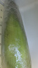 佳农宝菜山东带皮鲜水果玉米单根300g+净重4.6斤4-7根源头直发 实拍图