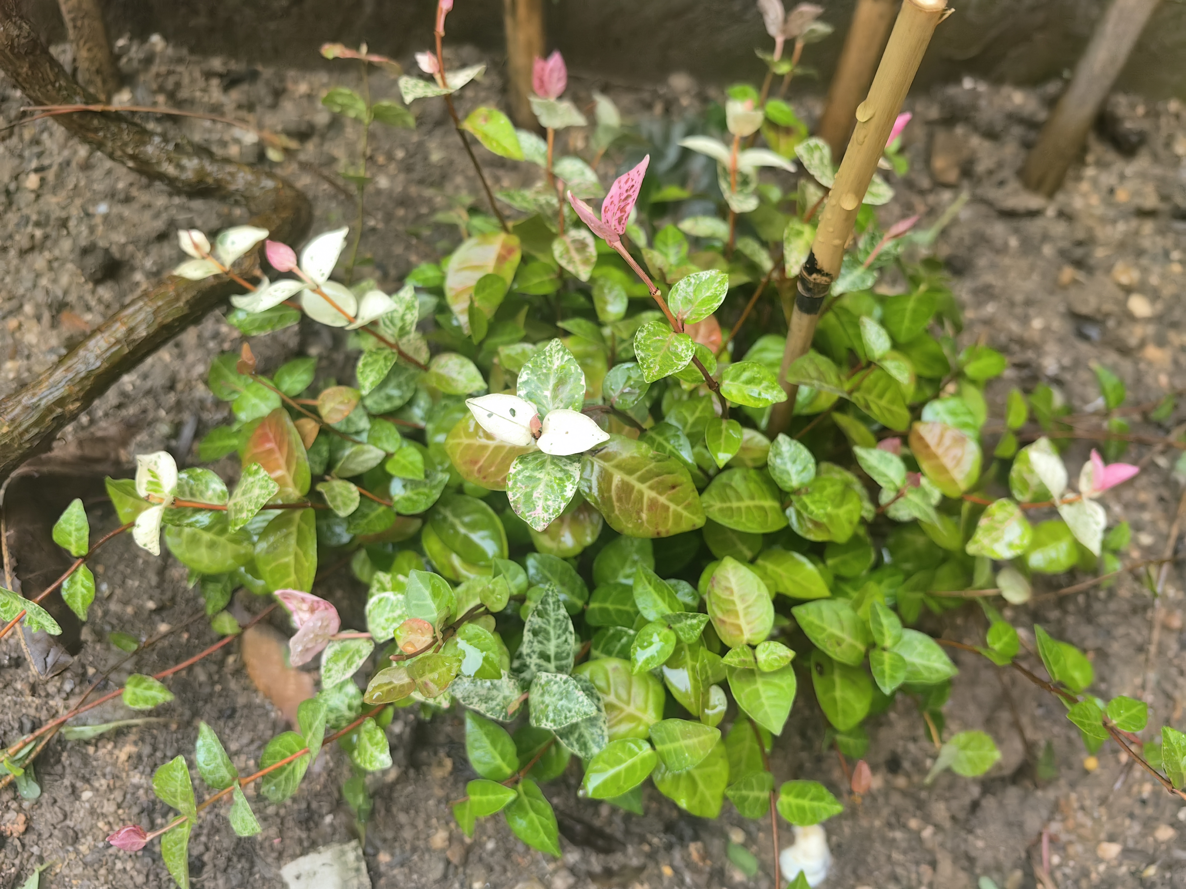 海蒂的花园花叶络石四季常绿好养观叶垂吊植物阳台室内绿植盆栽源头直发包邮 花叶络石14cm 含盆 实拍图