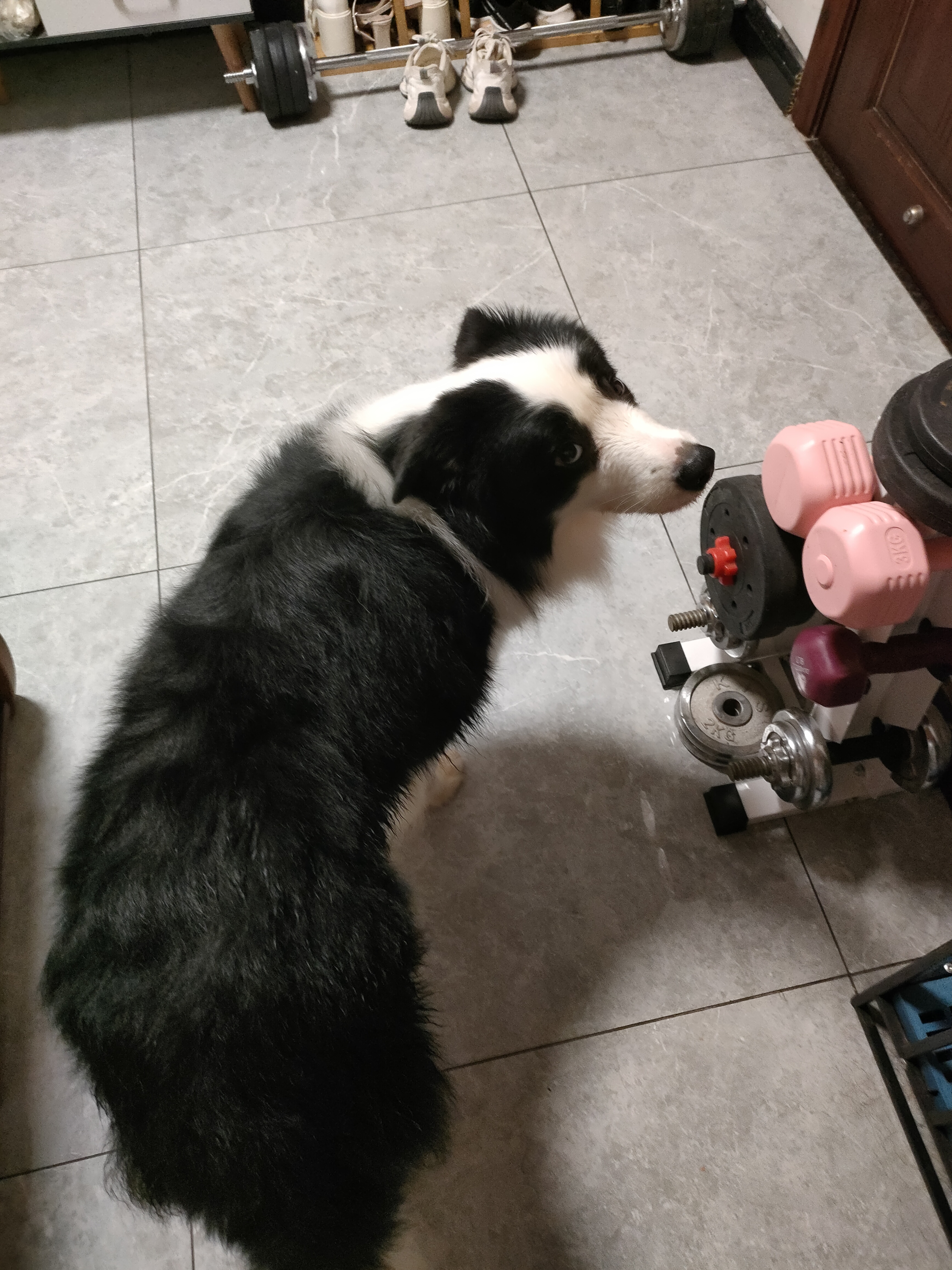 纽冠狗粮冻干20斤中大型犬成犬幼犬金毛拉布拉多边牧法斗全价10kg大包 实拍图