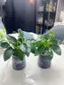 花翁金钻盆栽绿植物大盆绿萝除室内甲醛花卉水培办公净化空气源头直发 实拍图