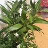 花翁带根富贵竹水培植物客厅招财旺宅花卉绿植盆栽竹子文昌竹源头直发 实拍图