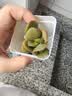 精品多肉植物组合盆栽办公室内桌面绿植花卉盆栽仙人掌仙人球多肉 精选随机1颗多肉+1个塑料彩盘+土 实拍图