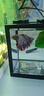 桌面鱼缸小型家用积木缸生态缸水族箱斗鱼缸带小夜灯氛围灯摆件 黑色斗鱼缸【不带灯】 实拍图