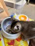 汪野君养猫新手套装猫砂盆铲喂食喂水器绒布猫窝猫砂用品组合基础四件套 实拍图