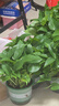 京东绿植绿萝盆栽除甲醛花卉绿植办公室新房净化空气180加仑4盆装源头直发 实拍图