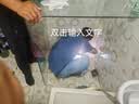 立邦透明防水胶免砸砖聚脲防水涂料厨卫墙面屋顶补漏堵漏胶 780g 实拍图