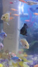 森森鱼缸过滤器三合一内置小型水族箱过滤系统增氧泵XQP-1000F 15W 实拍图
