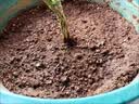 思威博营养土种菜土花土通用型有机种花养花土壤种植土泥土绿植盆栽泥炭 50斤有机通用营养土 实拍图