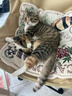LEGENDSANDY蓝氏全价猫粮生鲜高能系列成猫幼猫 试用 试吃 猎鸟乳鸽 50g*5 实拍图