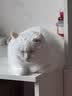 pidan猫砂 豆腐猫砂2.4kg*4包强力吸臭纯猫砂 可冲厕所非膨润土砂 实拍图
