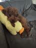 疯狂小狗 小型犬狗粮幼犬成犬宠物泰迪贵宾博美比熊小型犬通用粮 1.5kg3斤 实拍图