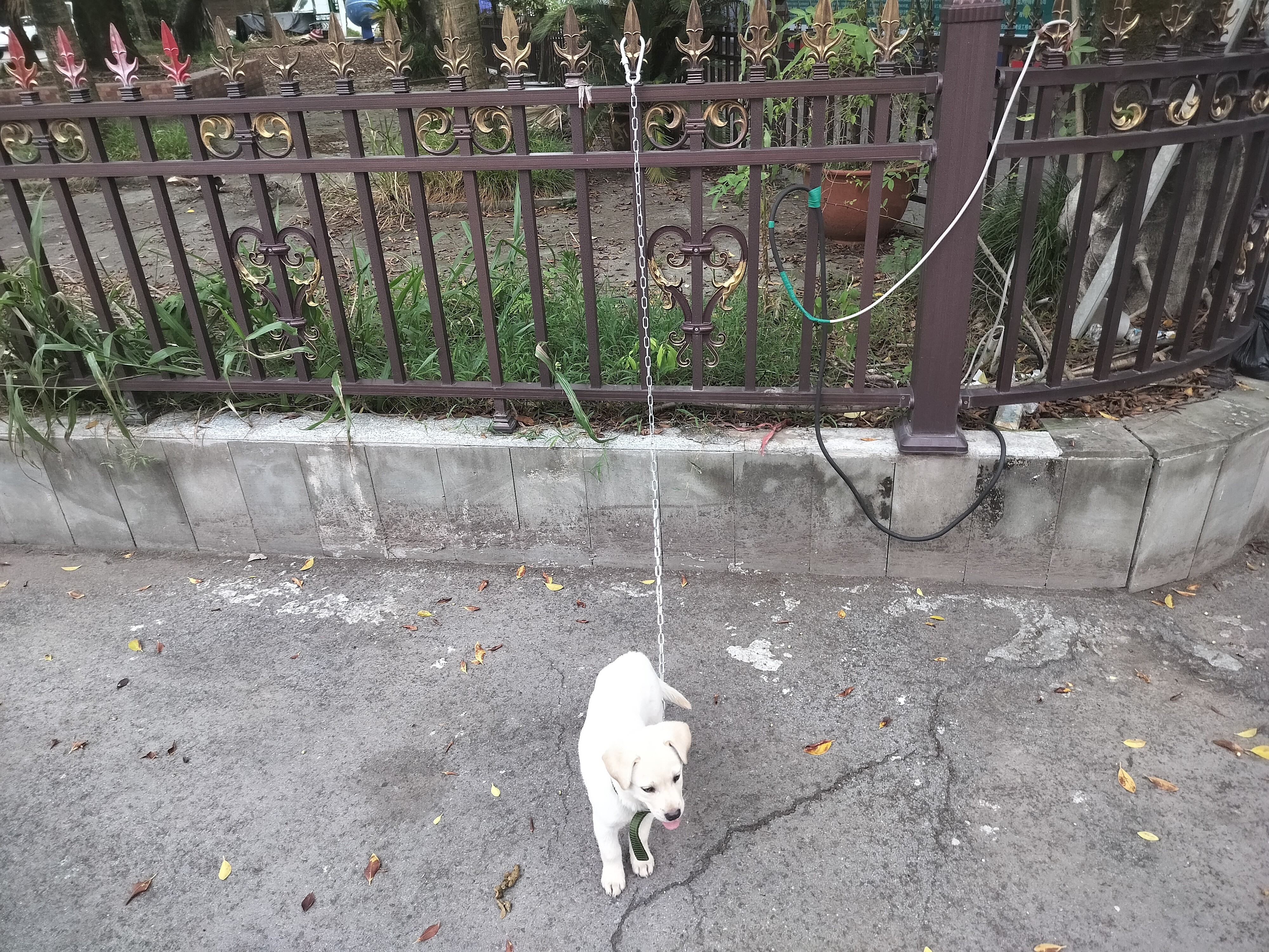 欢宠网狗绳狗狗牵引绳狗链项圈遛狗小狗链子防咬铁链拴狗牵狗绳小型宠物 实拍图