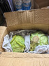 京鲜生山东新鲜绿甘蓝净重3斤 卷心菜 包菜 甘蓝新鲜蔬菜 源头直发 实拍图