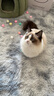 宠六一 猫咪玩具球 逗猫球 静音弹性涤纶毛绒球 解闷自嗨 毛球 猫猫 绒毛球 直径3cm 马卡龙混色50个 实拍图