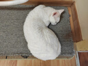 萌宠兄弟宠物免洗手套幼猫犬洗澡猫咪狗杀菌祛虱除螨全身清洁干洗湿巾*3包 实拍图