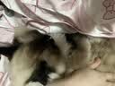 皇家猫粮 幼猫奶糕 幼猫猫粮 BK34 通用粮 1-4月 10KG 实拍图