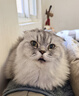麦富迪猫罐头 浓汁猫罐头猫咪零食成幼猫补水亮毛肉冻混合装85g*24罐 实拍图