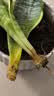 萌肉居金边虎皮兰盆栽虎尾兰耐旱桌面绿植花卉金边虎皮兰原盆源头直发 实拍图