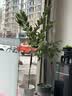 花财主大型盆栽绿植 柠檬树鸭脚木发财树天堂鸟绿植室内客厅大盆栽 S级香水柠檬1.5-1.7米【钻石盆】 含盆 实拍图