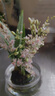 劉閣蘭花5色可选 水培梦香兰花苗带盆发货香水文心兰奶油味室内花卉盆栽草 【带4支生花剑】粉色文心兰 带焦绿玻璃盆 实拍图