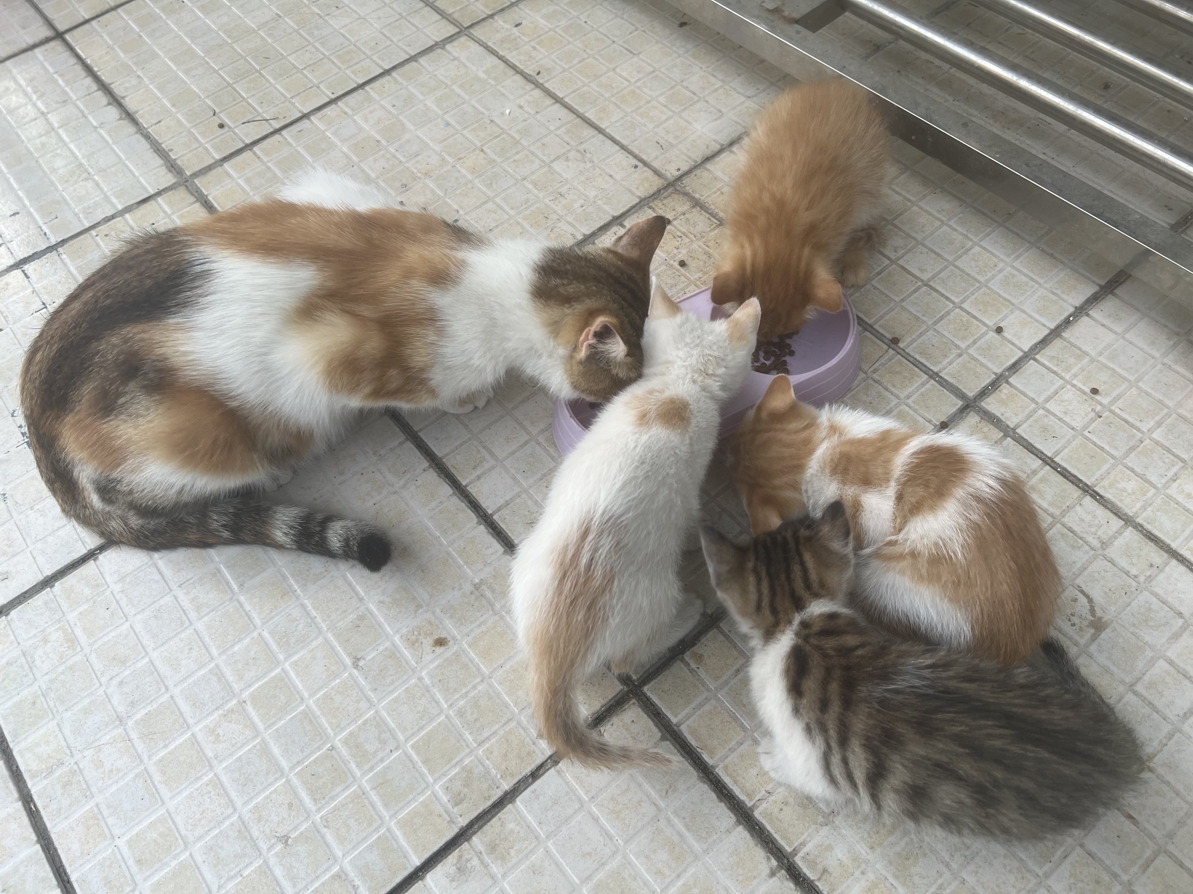 宠磊罐头猫咪零食整箱24幼猫湿粮主食补充营养增肥成幼补水鸡丝 鸡丝高汤补水罐【呵护猫咪肠胃】 24罐 实拍图