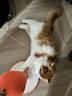LEGENDSANDY蓝氏全价猫粮成猫幼猫生骨肉冻干粮 猎鸟乳鸽500g 实拍图