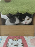 史丹利花土营养土6L 养花通用型多肉兰花专用种菜种花家用泥炭土壤种植 实拍图