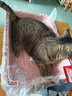 喵先生【带挂碗+垫板】宠物航空箱大号狗猫托运箱猫咪狗狗航空箱运输箱 一号PLUS 建议18斤以内 实拍图