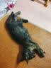 狼孩儿幼猫成猫猫粮深海鱼三文鱼全猫期布偶蓝猫英短猫咪全价粮 海洋鱼猫粮10kg(20斤) 实拍图