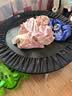 迪卡侬（DECATHLON）儿童蹦蹦床成人减肥蹦蹦床室内2-10岁家用室内礼物青少年蹦床玩具 蹦床100系列【可承重100KG】 实拍图