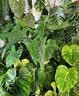 瑞丰年全光谱植物补光灯仿太阳光充电款防水led室内落地支架绿植生长灯 【全光谱补光灯】 1500W型-白光-续航8-48H 实拍图