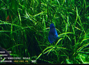 彩虹（RAINBOW）电热蚊香液加热器可定时(无味补充液45ml*4瓶)防蚊驱蚊液驱蚊水 实拍图