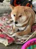力士依兰香沐浴露持久留香30小时幽莲魅肤精油香氛香体沐浴露男女士 【微醺兰花香】霓光墨兰香1000g+补充装150g 实拍图
